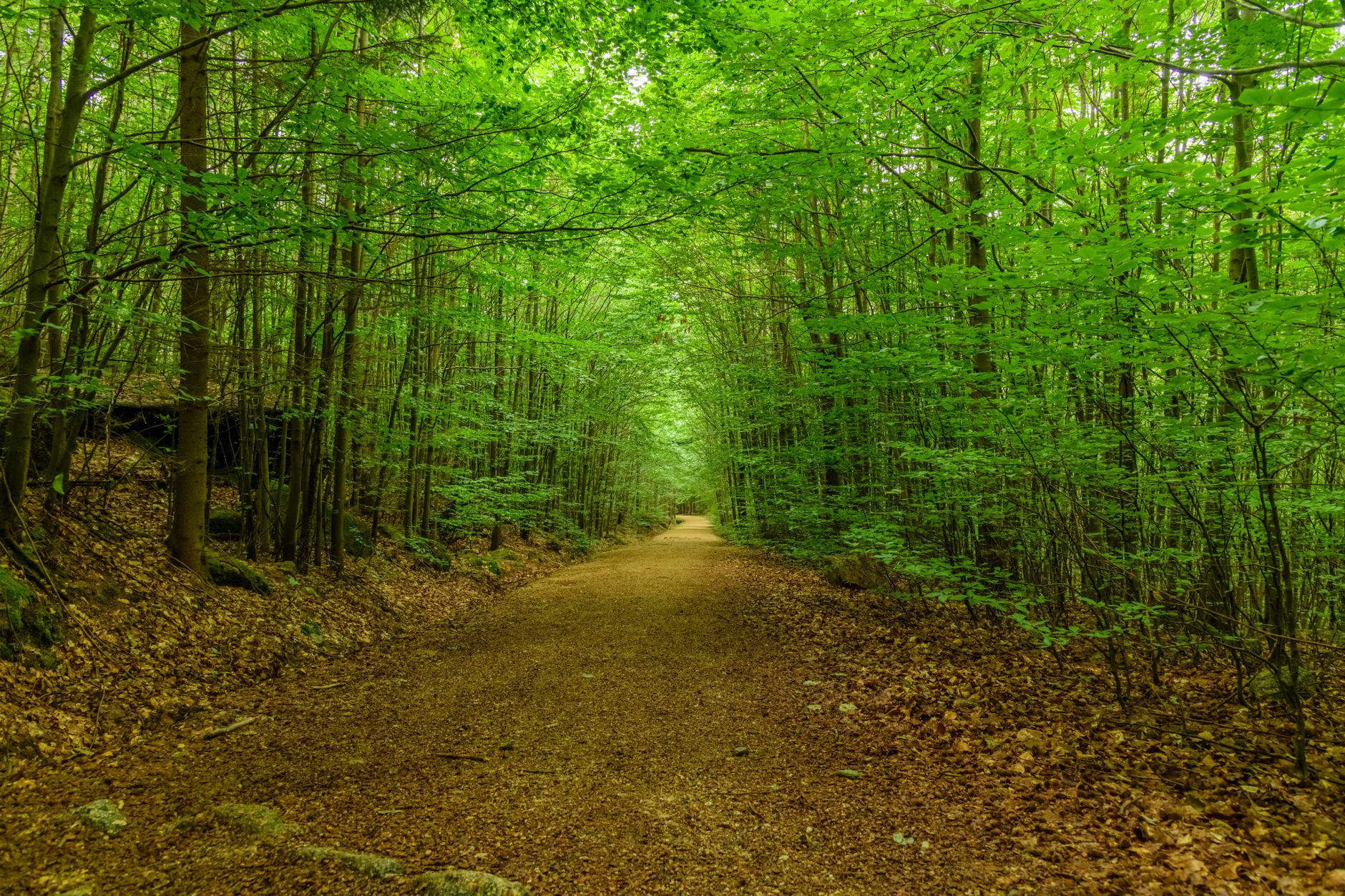 Awe and Nature Exposure: How Time Outdoors Recalibrates the Stress Response - Health and wellness article