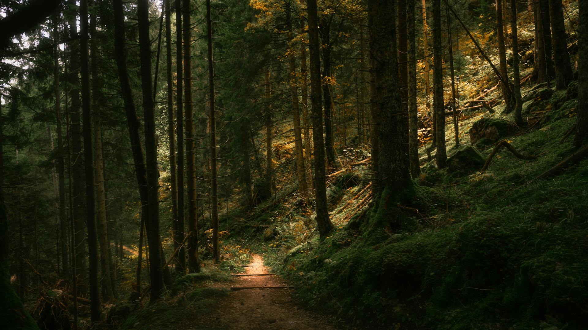 How low-intensity movement stacks up for metabolic health, joint kindness, and mood — and why “just walking more” remains underrated.