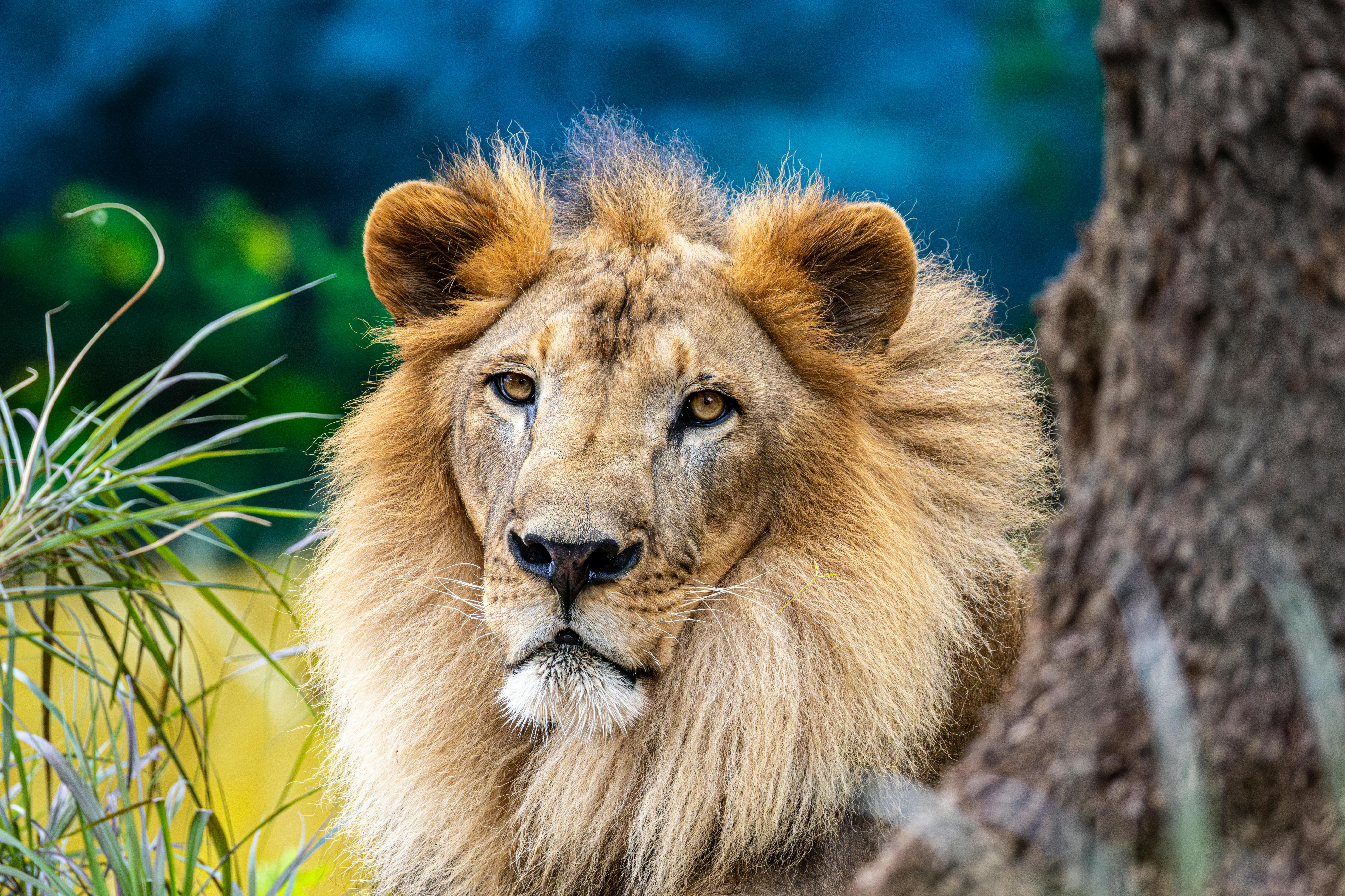 Lion's Mane Mushroom: The Brain-Boosting Superfood for Cognitive Enhancement and Nerve Health - Health and wellness article