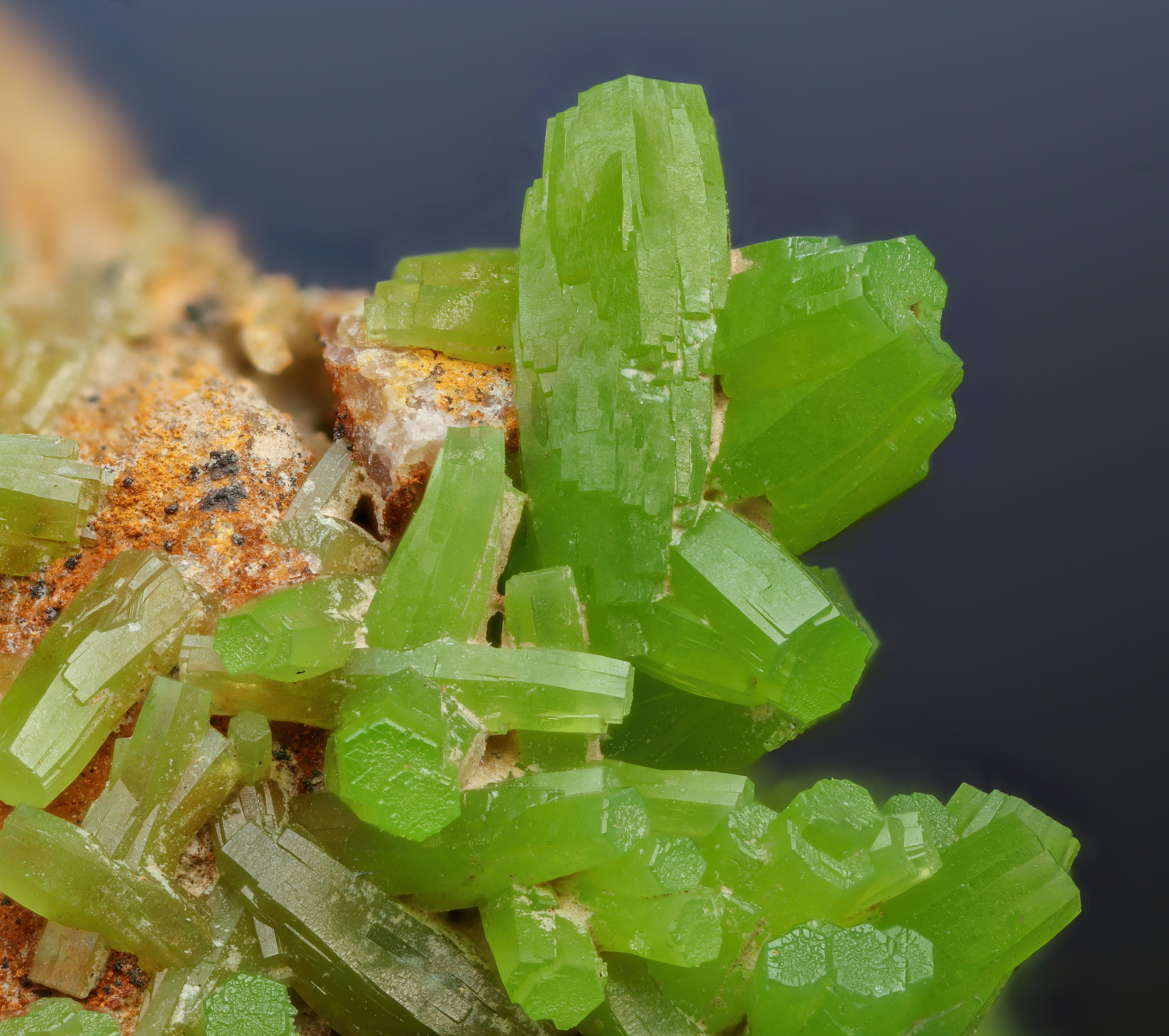 Essential Minerals for Optimal Health: Exploring Animal-Based Sources - Health and wellness article