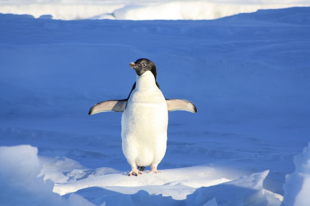 Using Deliberate Cold Exposure for Health and Performance - Health and wellness article